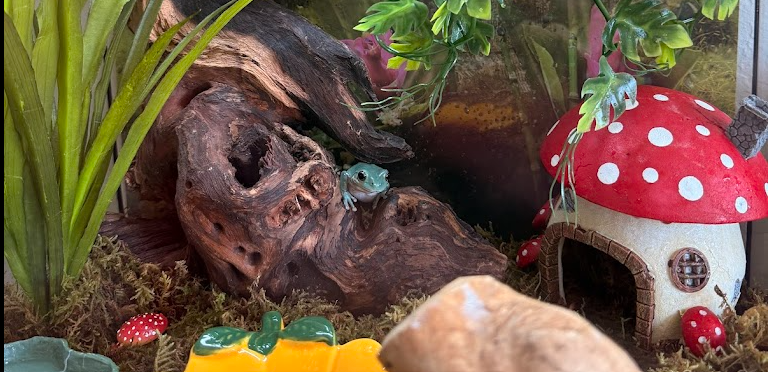 Our Complete White's Tree Frog Setup