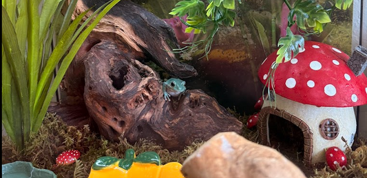 Our Complete White's Tree Frog Setup